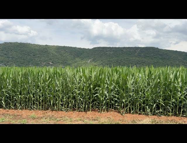 56HA FARM FOR SALE IN WEENEN